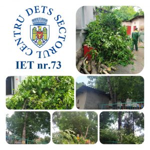Lucrări de curățare a arborilor de pe teritoriul instituției