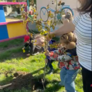 Plantarea copacilor!