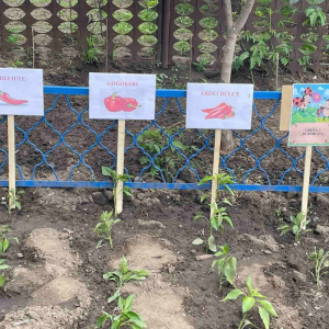 Activitate cu tema ,,Plantarea răsadului de ardei dulci și iuți”